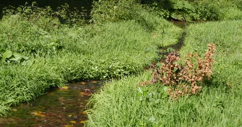 Mountain Stream in a Meadow, Green Grass Stock-Footage 231802398