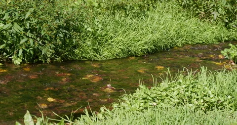 Mountain Stream in a Meadow with Green Grass 스톡 동영상 231849401
