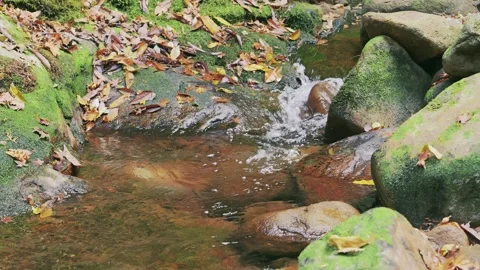 Mountain stream, moss-covered rocks, flowing river water Stock Footage 324903578