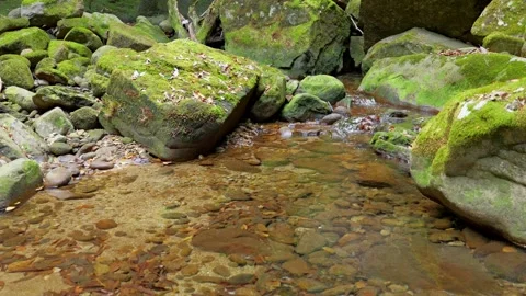 Mountain stream, moss-covered rocks, flowing river water Stock Footage 325017976