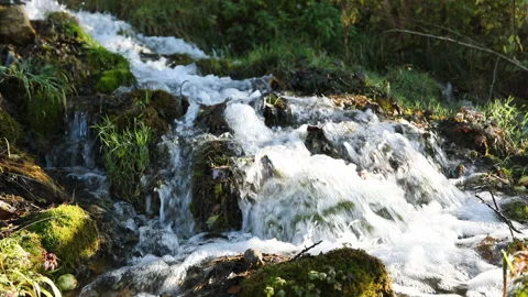 Mountain stream in a mossy forest Stock Footage 142863841