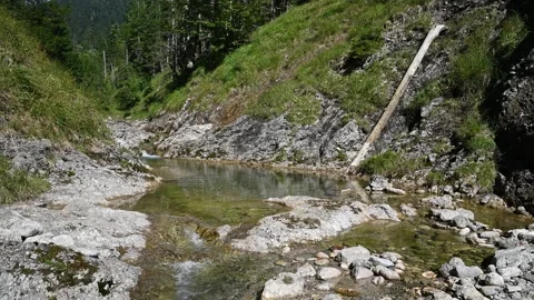 A mountain stream next to a forest in the summer Video stock 260845795