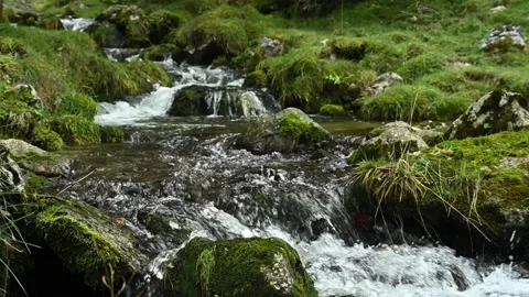 A mountain stream next to a meadow in autumn, slow motion, Josefsthal, Bavaria Stock-Footage 288150133