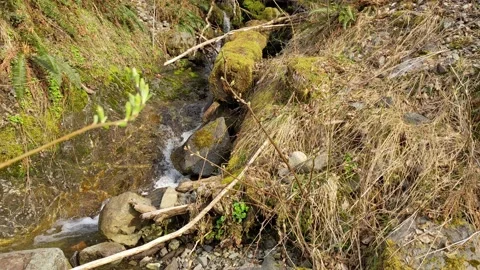 Mountain Stream - Nitinat Stock Footage 190840010
