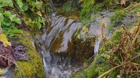 Mountain Stream in North Caucasus Forest Stock Footage 320852769