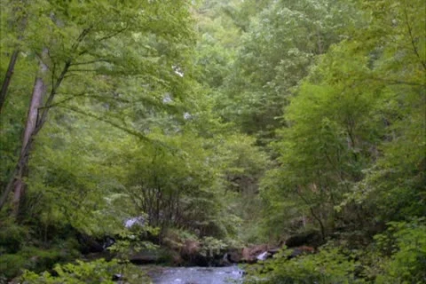 Mountain Stream - NTSC Stock Footage 11861573