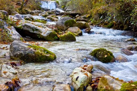 Mountain stream in old forest. Stock Photos