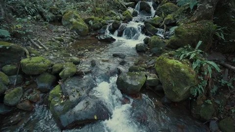 Mountain stream or small river in green forest Stock Footage 227037821