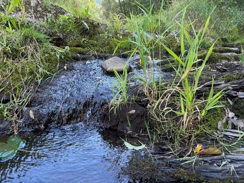 Mountain stream in Ostravice. Stock Photos
