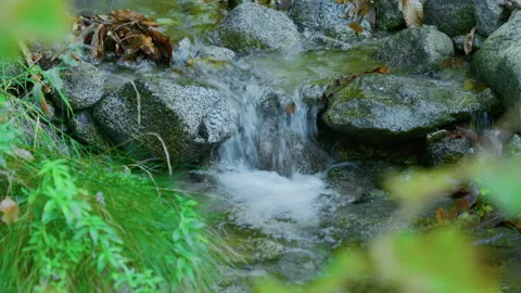 Mountain Stream Panning Left to Right Between Rocks and Green Plants Stock Footage 320215742