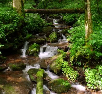 Mountain stream Fotos Stock