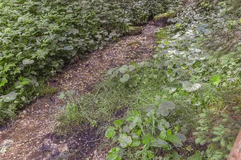 Mountain stream Stock Photos