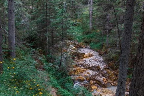 Mountain stream Stock Photos