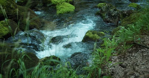 Mountain stream in pine tree forest. Picturesque landscape. Calm relaxing and Stock Footage 252747699