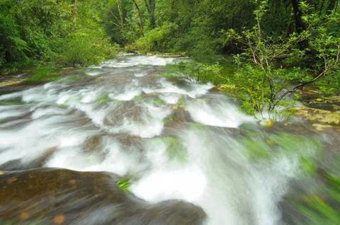 Mountain stream in the rain forest. Stock Photos