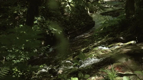 Mountain stream in the rainforest Video stock 109165286