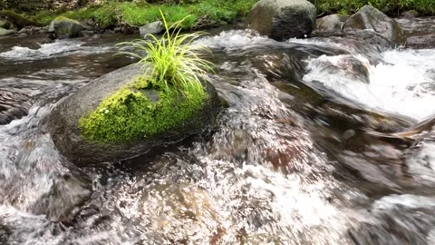 Mountain Stream Rapids around a Grassy Boulder, Izu, Japan (4K) Stock Footage 341364946