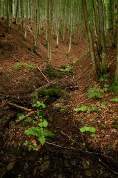 Mountain stream in a ravine covered with fallen leaves Stock Photos