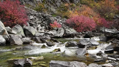 Mountain stream with red fall colors rolling over rocky river bed Stock Footage 257835663