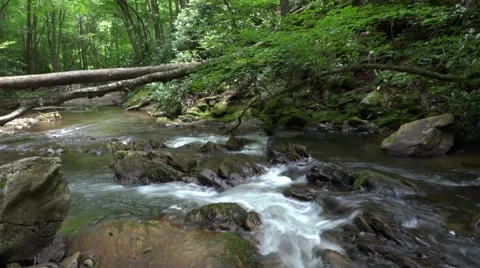Mountain Stream with Rhododendron Maximum Vidéo 64823088