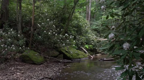 Mountain Stream with Rhododendron Maximum Stock-Footage 64823092