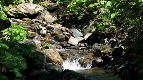 Mountain stream with rocks, and lush forest. Stock Footage 306650063