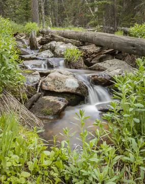 Mountain stream with rocks and spring plants Stock Photos