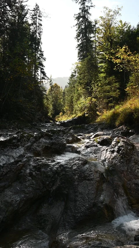 A mountain stream with rocks in an autumn forest, vertical shot Stock-Footage 260925655