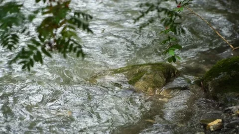 Mountain Stream with Rowan Branches and Mossy Rocks | Gstaad, Switzerland 스톡 동영상 314318450