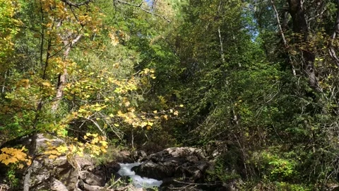 A mountain stream running in a beech forest Stock Footage 306296041