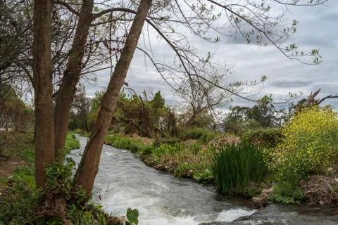 Mountain stream running between the plants Stock Photos