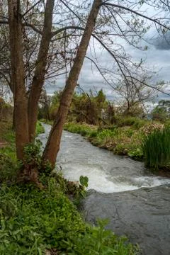 Mountain stream running between the plants Stock Photos