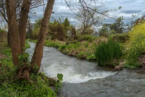 Mountain stream running between the plants Stock Photos