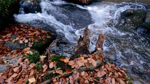 Mountain Stream Running Down In The Autumn Forest Stock Footage