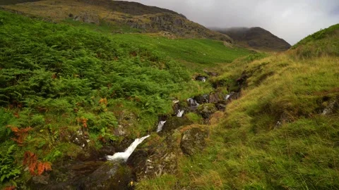 Mountain stream running through lush ferns Stock Footage 342302262