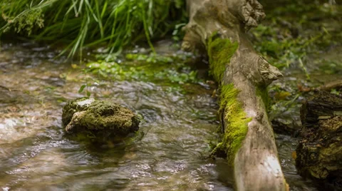 Mountain stream running under mossy log and rock Stock Footage 31741157