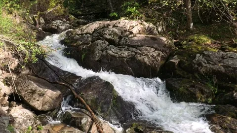 A mountain stream runs in a beech forest Stock Footage 306296132