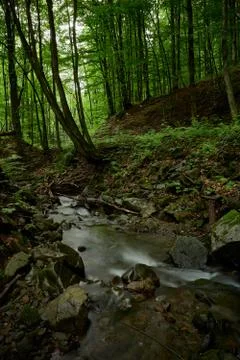 Mountain stream in the shade of trees Stock Photos