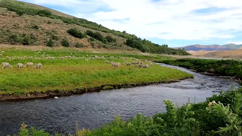 Mountain stream with sheep and lambs feeding Stock Footage 156862803