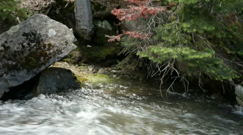 Mountain stream shore edge P HD 0666 Stock Footage 463502