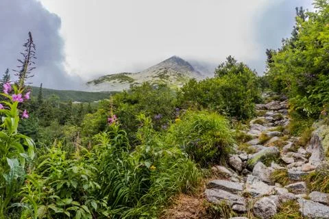 Mountain stream in Slovakia Stock-Fotos