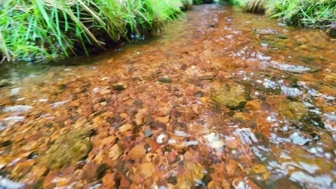 Mountain Stream: Slow Motion Close-Up View Video stock 308753413