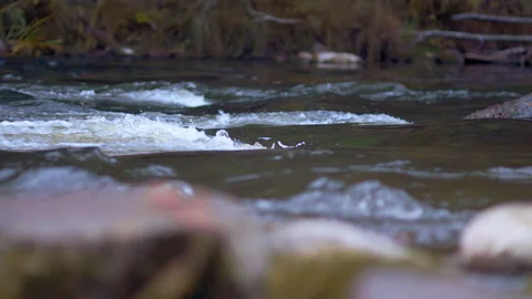 Mountain stream Slow motion Water flowing through rocks in a river. Stock Footage 141220794
