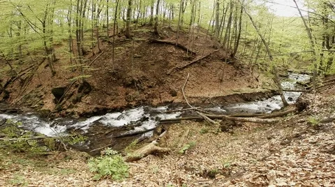 Mountain Stream Slowly Flowing in Forest Stock Footage 63962631