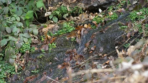 Mountain stream. small trickle of water. Slow motion 4K Video stock 239407114