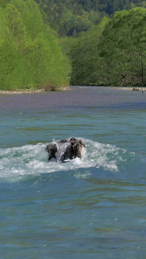 Mountain Stream Splashing Over Tree Stump Vertical Video 스톡 동영상 346000437