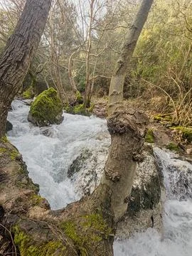 Mountain Stream in Spring Forest with Mossy Tree Trunk Stock Photos