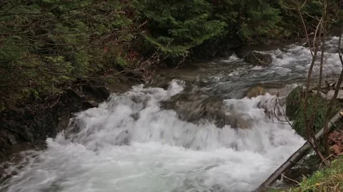 Mountain Stream in the Spring wood. Stock Footage 74765879