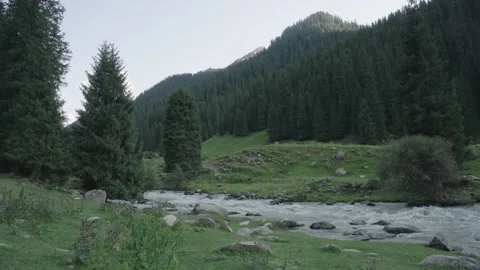 Mountain stream in a spruce forest valley in the Tian Shan, Kyrgyzstan Видео 347242926