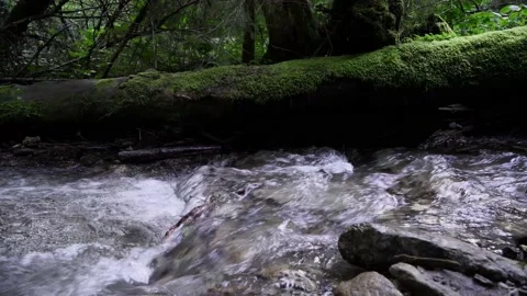 Mountain stream stormy stream fallen green tree Stock Footage 137920530